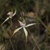 Joseph Spider Orchid 