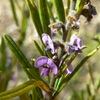 Hovea