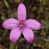 Pink Enamel Orchid