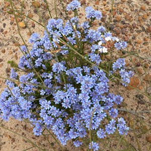 Blue waxflower