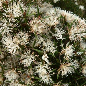 Cauliflower Hakea