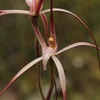Caladenia hybrid