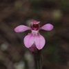 Pink Fan Orchid