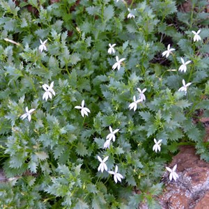 Isotoma petraea - Rock Isomome