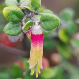 Kangaroo Island Correa