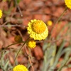 Rhodanthe citrina