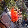 Mt Finke Grevillea