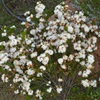 Common Fringe-Myrtle