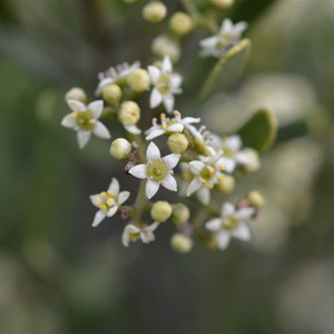 Buckthorn Family