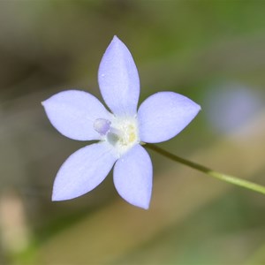 Bluebell