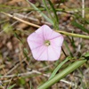 Grassy Bindweed