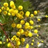 Sunshine Wattle