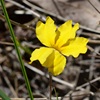 Cut-leaf Goodenia