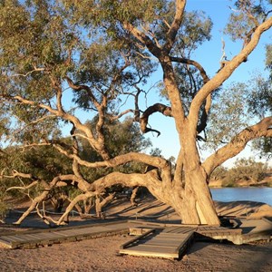 Coolibah (or Coolabah)