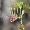 Holly-leaf Grevillea