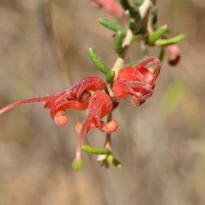 Rough Spider-flower - Kangaroo Island Endemic