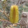 Silver Banksia