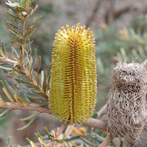 Silver Banksia
