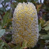Desert Banksia