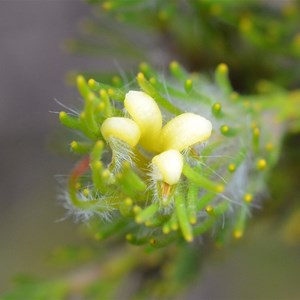 Gland Flower