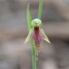 Purple Beard Orchid