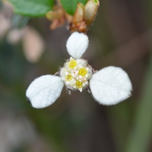 Thyme Leaf Spyridium
