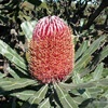 Firewood Banksia