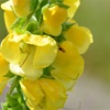 Great Mullein - a weed