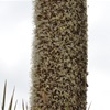 Tates Grass Tree - SA Endemic