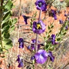 Cyanostegia or Tinsel Flower