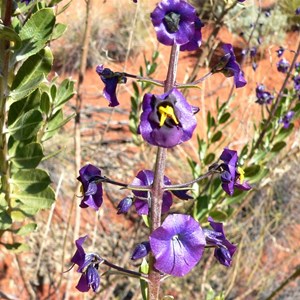 Cyanostegia or Tinsel Flower