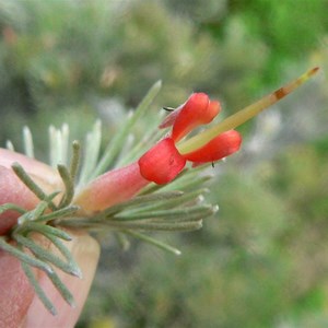Woollybush