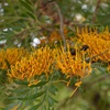 Silky Oak
