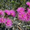 Melaleuca parviceps
