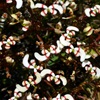 Stylidium eriopodum