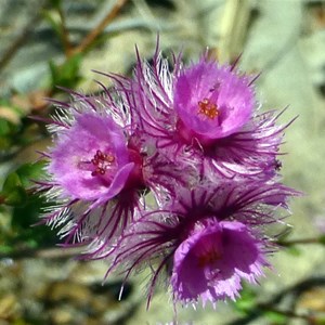 Verticordia pennigera