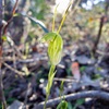 Karri Snail orchid