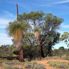 Grass Tree
