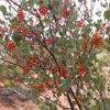 Holly Leafed Grevillea
