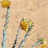 Pimelea aeruginosa