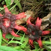 Anemone Stinkhorn or Starfish Fungus
