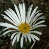 Silver Snow Daisy