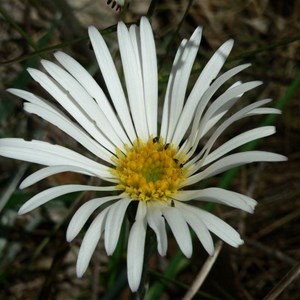 Silver Snow Daisy