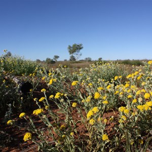 Sand Sunray, Teitkens Daisy
