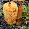 Banksia