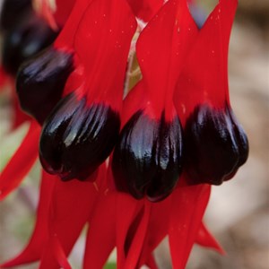 Sturt&#39;s Desert pea