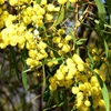 Golden Wattle