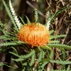 Showy Dryandra 