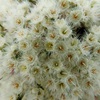 Verticordia polytricha - Northern cauliflower