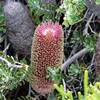 Cut-leaf Banksia